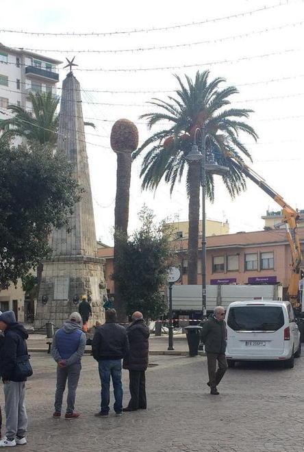 Palme malate in piazza Sivieri, si tenta il salvataggio