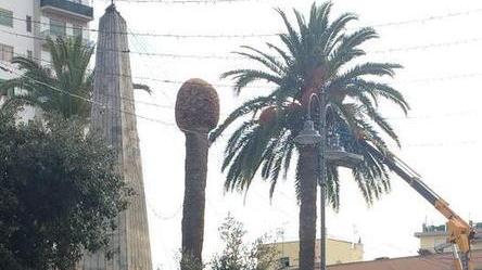 Palme malate in piazza Sivieri, si tenta il salvataggio