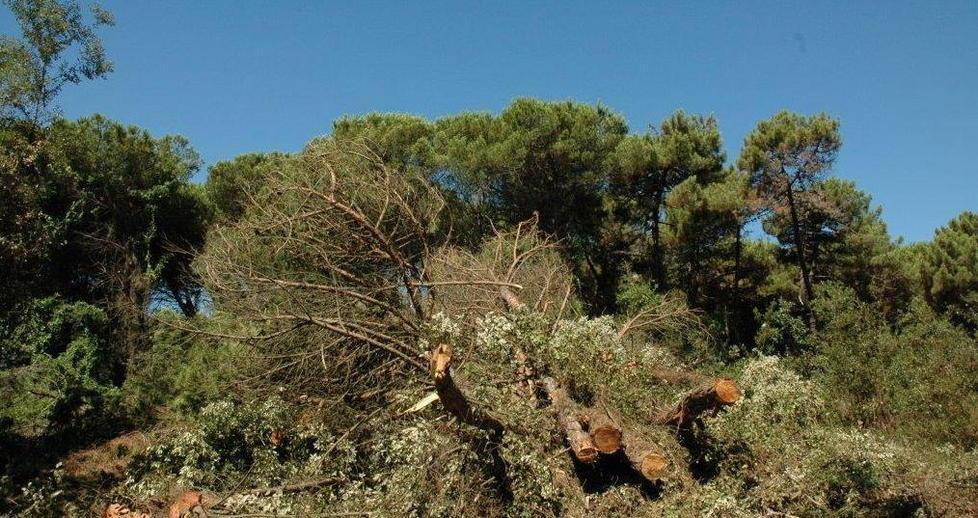 Taglio selvaggio dei pini: multe a sindaco e aziende 