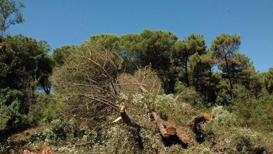 Taglio selvaggio dei pini: multe a sindaco e aziende