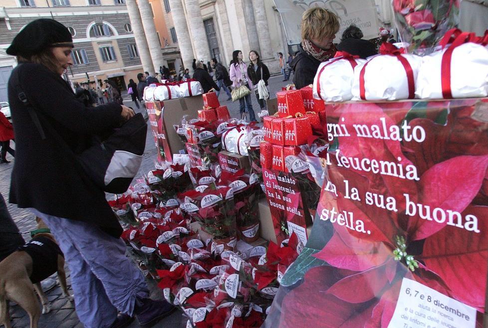 Tornano anche quest’anno le stelle di Natale dell’Ail