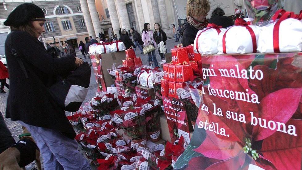 Tornano anche quest’anno le stelle di Natale dell’Ail