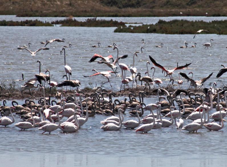 Parco Delta interregionale Scontro nel centro-sinistra 