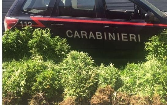 Cento chili di marijuana nel centro storico 