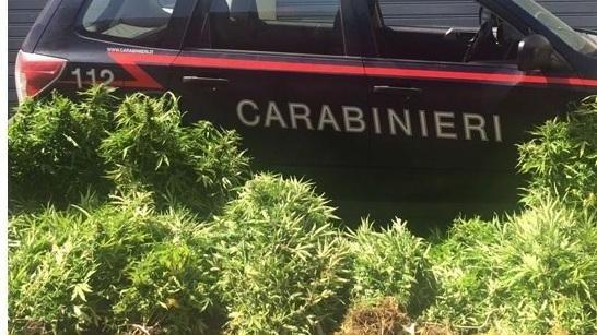 Cento chili di marijuana nel centro storico