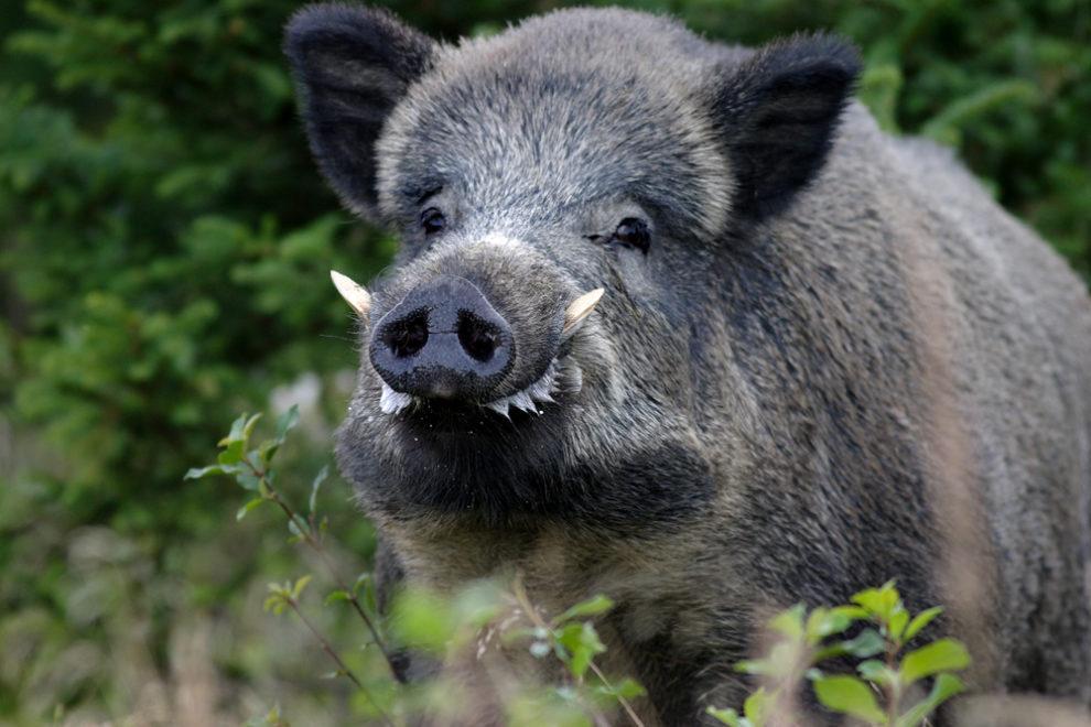 Un esemplare di cinghiale