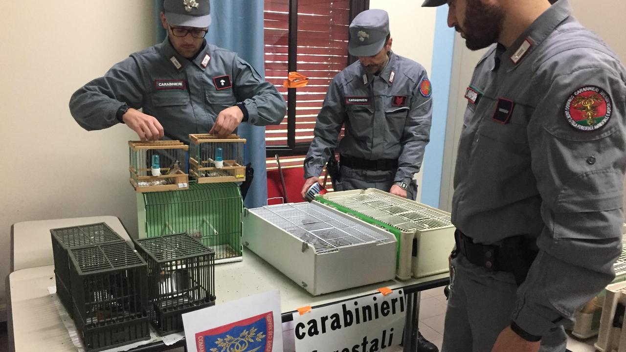 Reggio Emilia, alla Fiera ornitologica sequestrati e salvati 335 uccelli catturati illegalmente