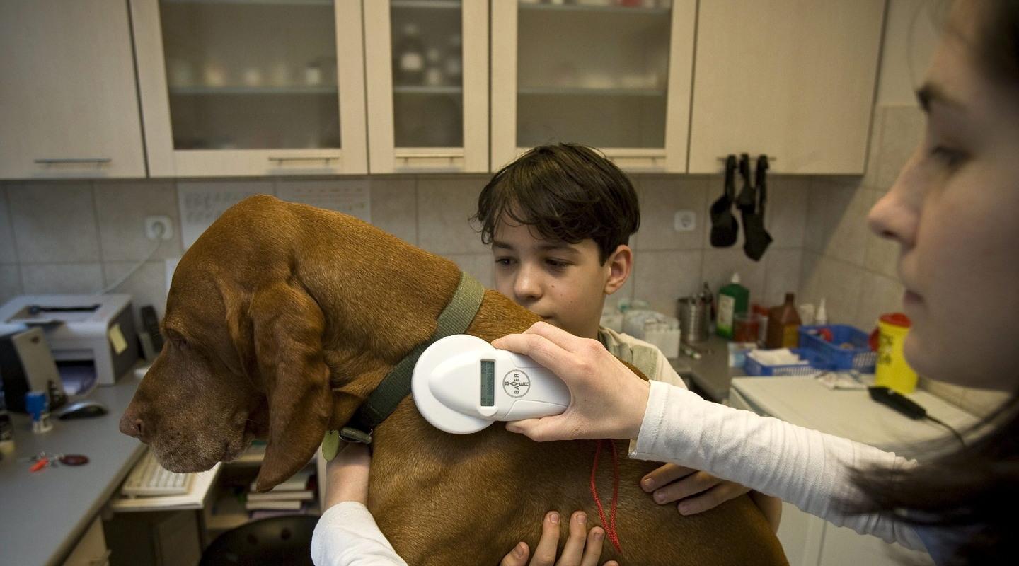 Cabras, microchip gratuiti per i cani