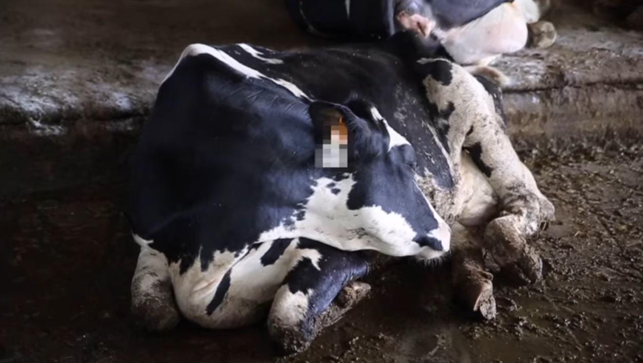 Il Consorzio: «Mucche maltrattate? Sono esempi non virtuosi ma si tratta di casi isolati»