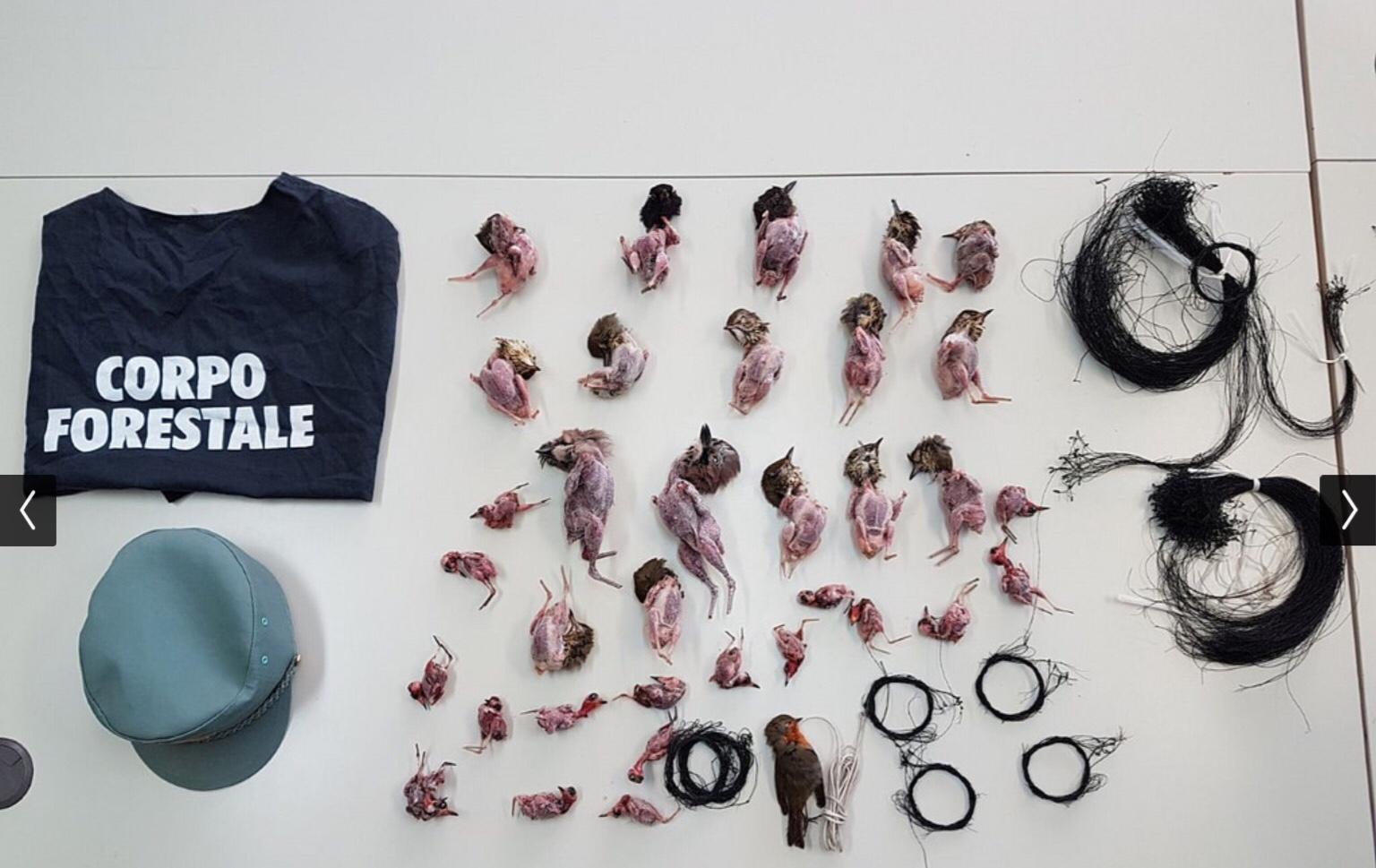 Bracconieri con la selvaggina appena catturata: denunciati