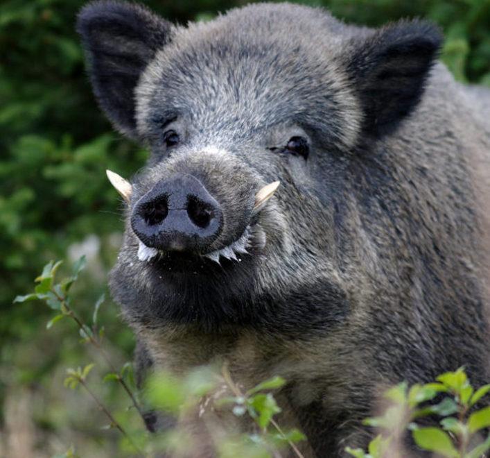 Cinghiale si avvicina alle case e viene abbattuto nel giardino