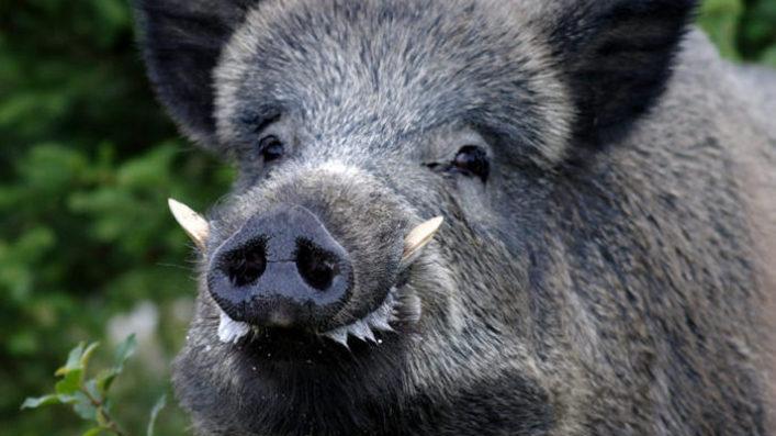 Cinghiale si avvicina alle case e viene abbattuto nel giardino