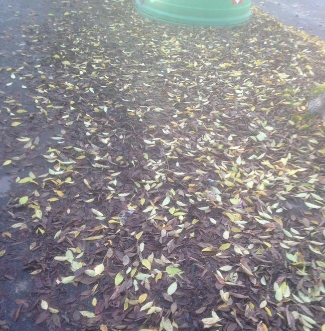 «Quando la pulizia dalle foglie dei marciapiedi del Viale?»
