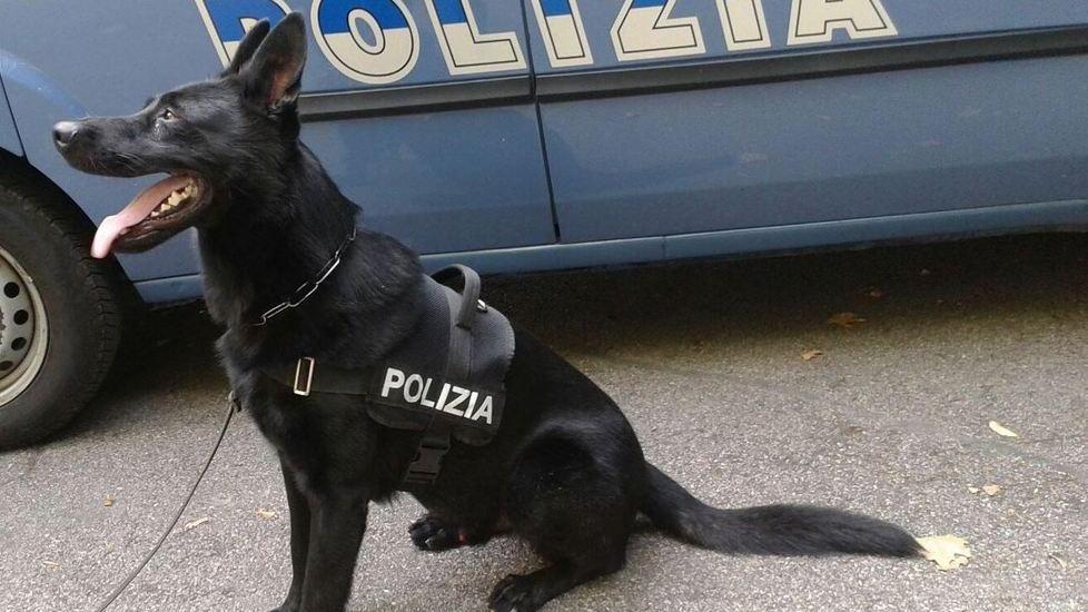 Droga in casa, la polizia arresta un 28enne