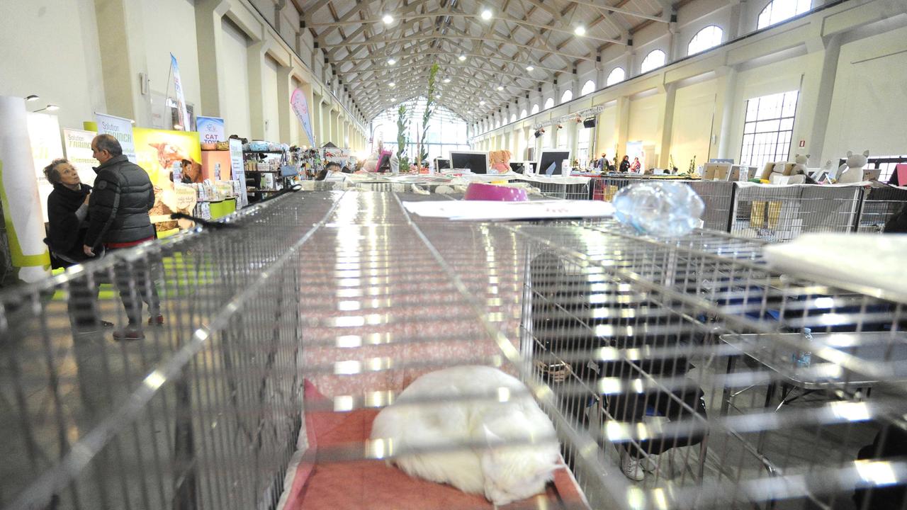 Cinquecento gatti in mostra da tutto il mondo all’ex Breda - LE FOTO
