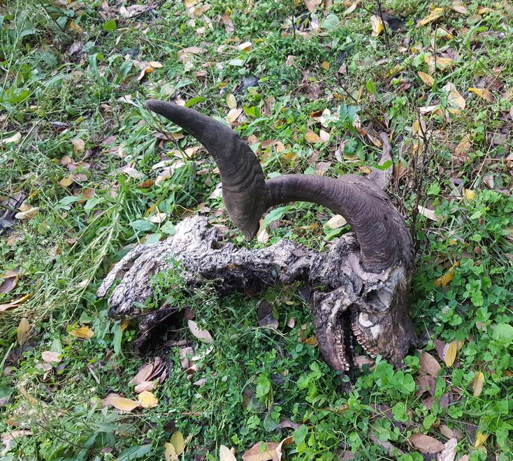 Lupi in collina «Una cosa mai vista prima» 