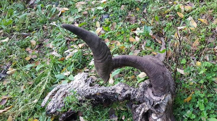 Lupi in collina «Una cosa mai vista prima»