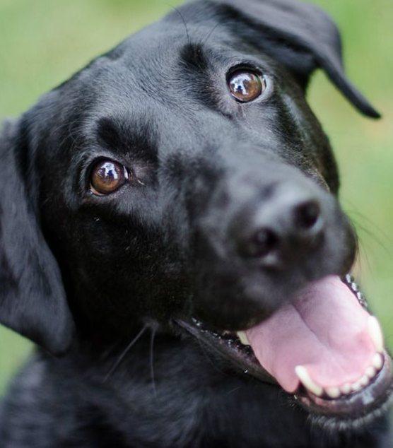 Cani in corsia per le cure ai pazienti affetti da Sla