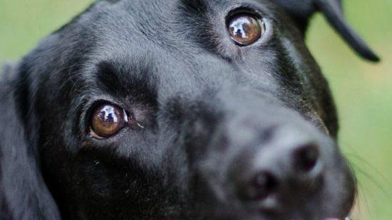 Cani in corsia per le cure ai pazienti affetti da Sla