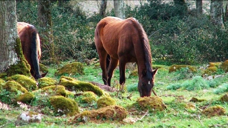 La Regione stanzia 300mila euro per l’allevamento del cavallo 