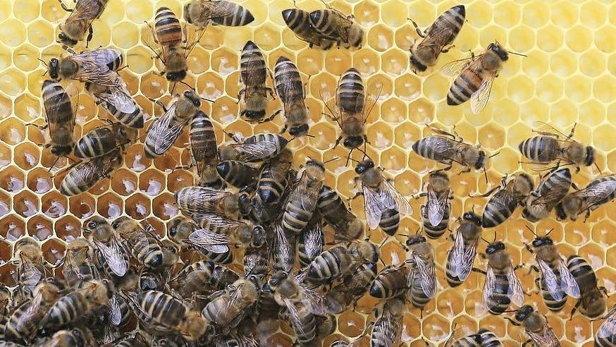 Miele, un barattolo su tre è straniero