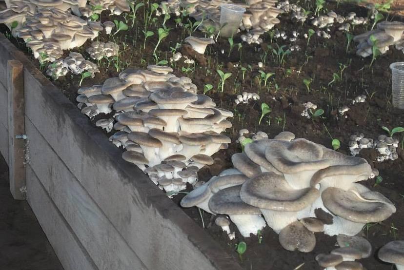 Funghi coltivati in serra il mercato è in espansione 
