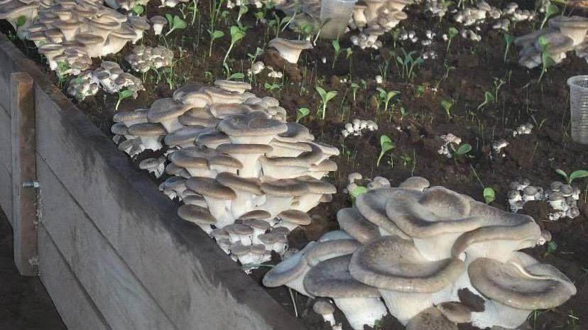 Funghi coltivati in serra il mercato è in espansione 