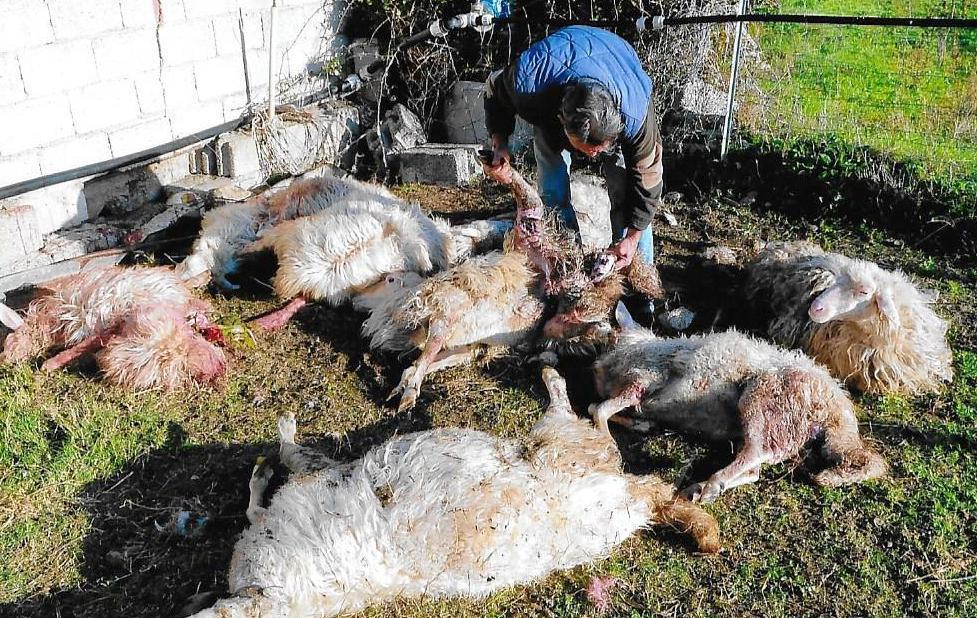 I randagi fanno strage di pecore 