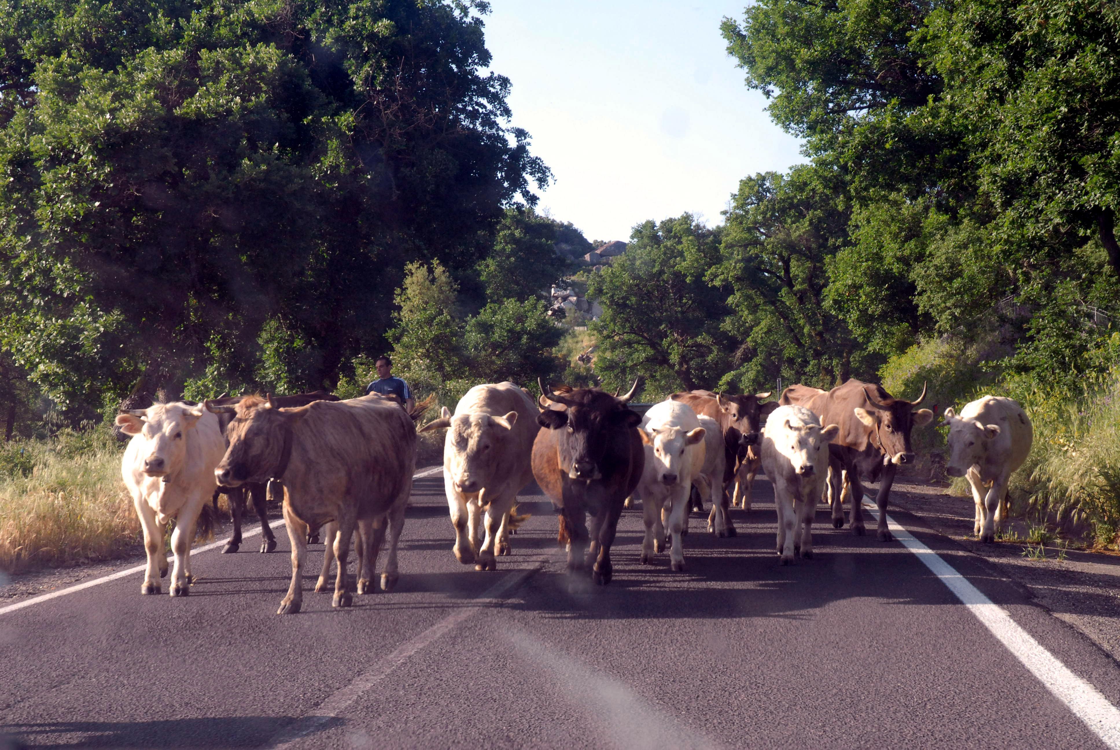 Una mandria di mucche per strada