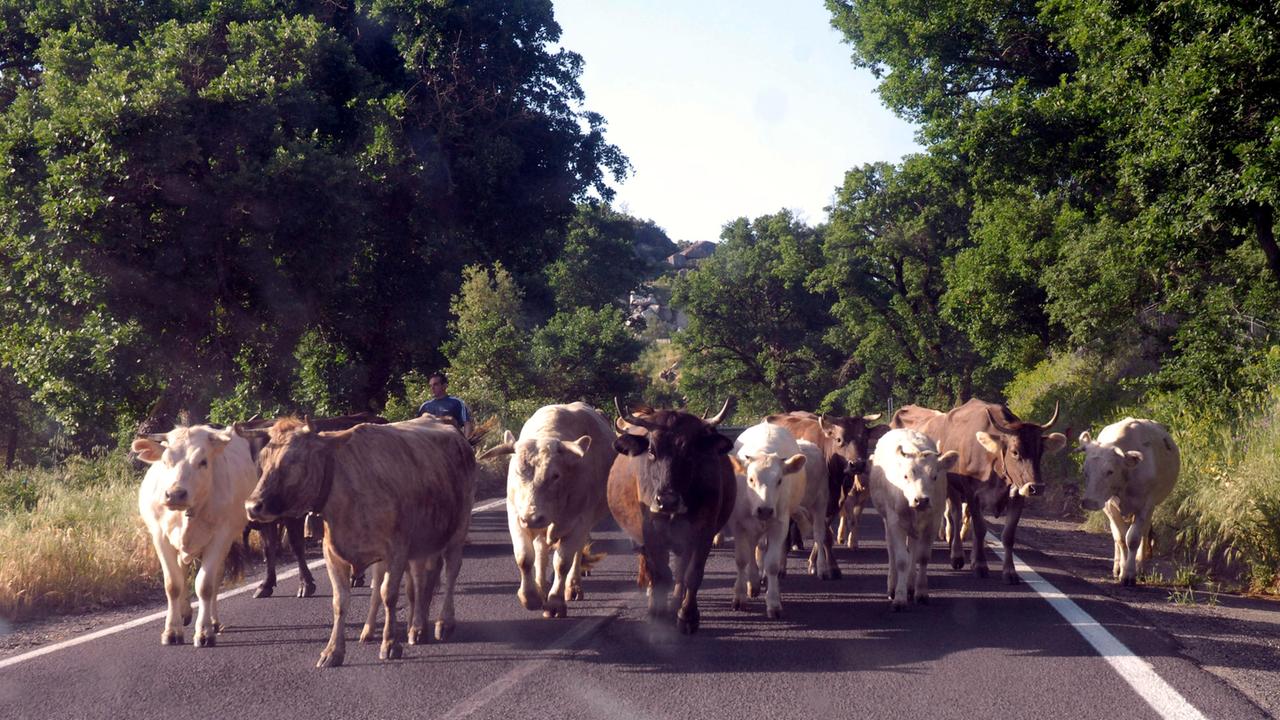 Una mandria di mucche per strada