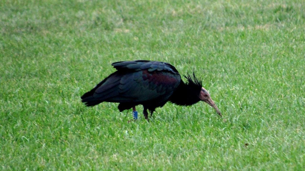 L'Ibis eremita che sta frequentando le nostre Mura