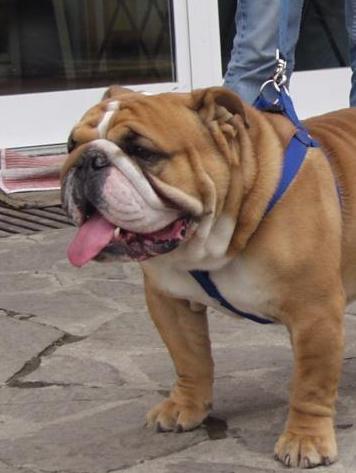 Ruba un cucciolo di bulldog dentro la macchina in sosta