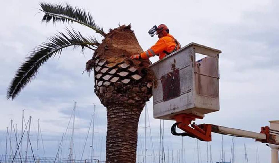 Abbattute due palme colpite dal punteruolo rosso
