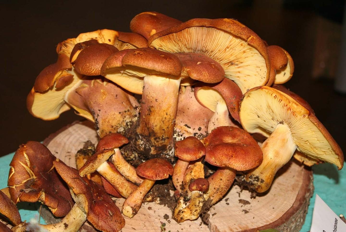 Nasce l’associazione cercatori di funghi 