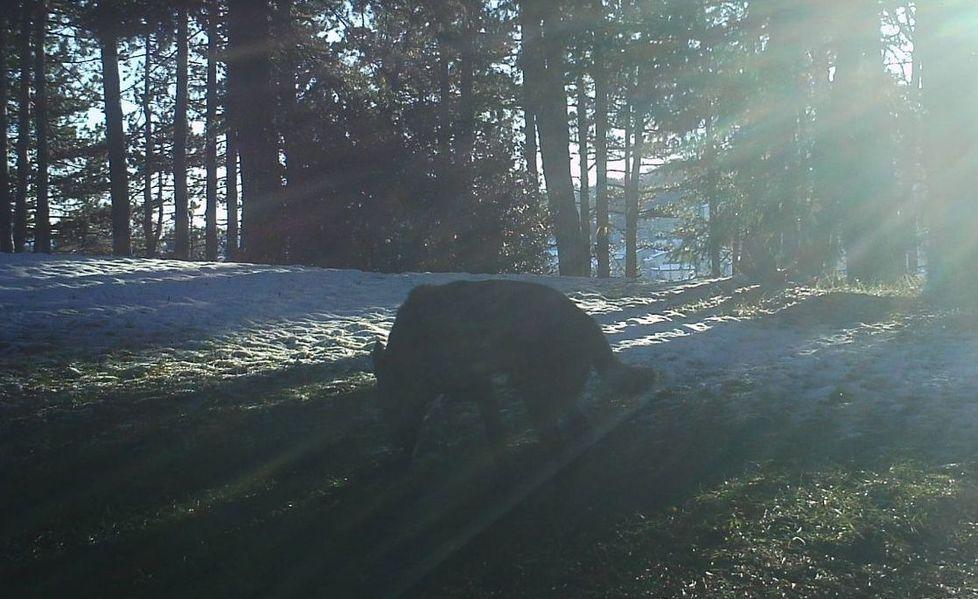 «In centro c’è un lupo Si aggira nella pineta di monte Bagnolo» 