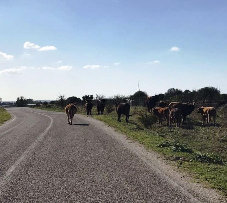 Animali vaganti sulla 131 allarme a Bauladu e Milis 