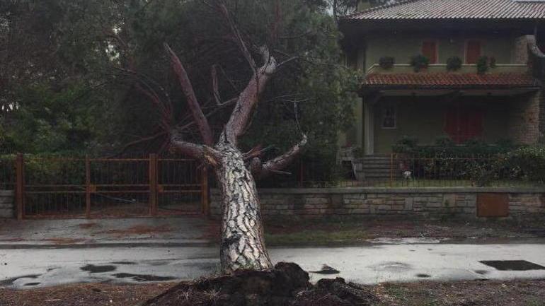 Il pino crollato il 14 novembre sul cancello della casa