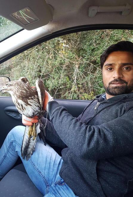 Iman, il migrante “salva-rapaci” soccorre un falco 