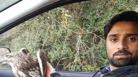 Iman, il migrante “salva-rapaci” soccorre un falco
