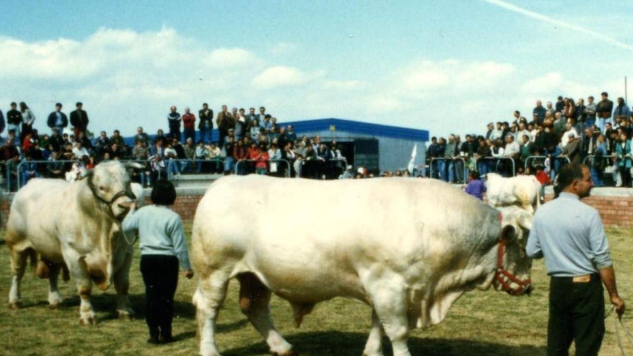 Qualità delle carni bovine dall’Argea 732mila euro 