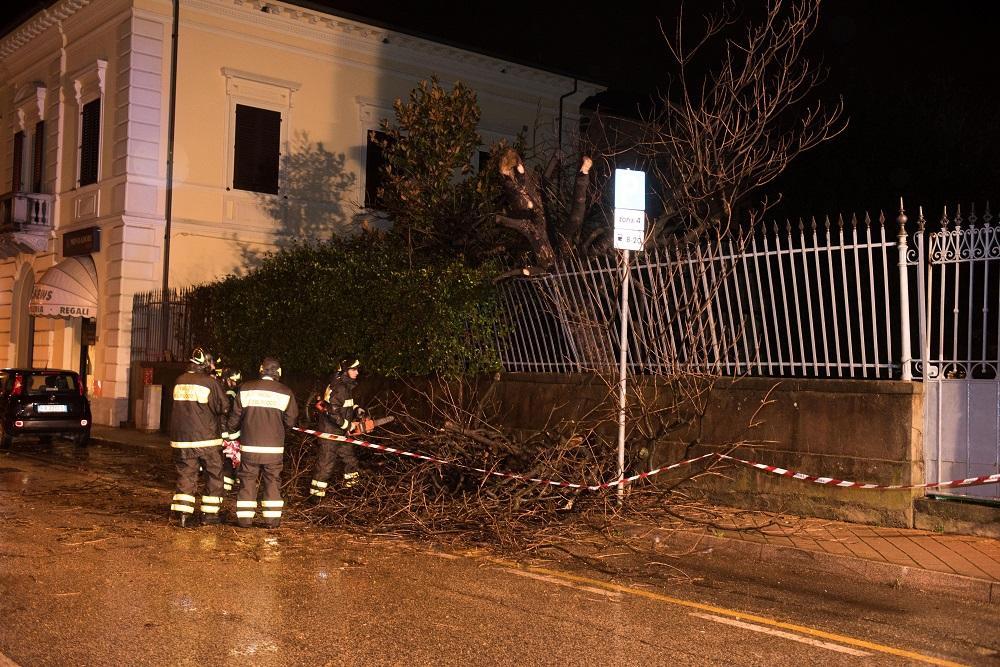 L'albero caduto sul viale di San Concordio (Foto Sernacchioli)
