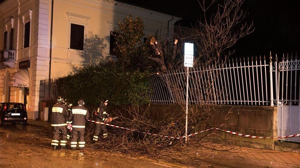 L'albero caduto sul viale di San Concordio (Foto Sernacchioli)