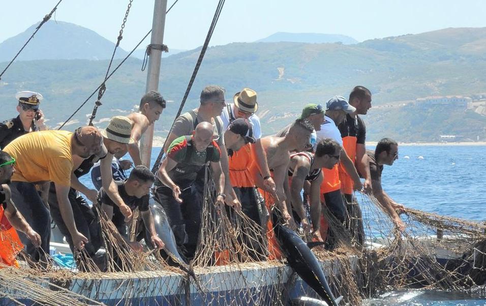 Tonno rosso, i pescatori: si può fare di più 