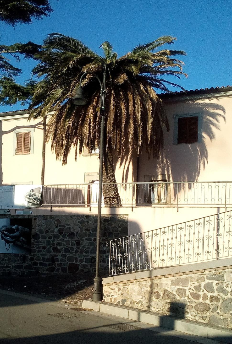 Il punteruolo rosso fa strage di palme a Silanus