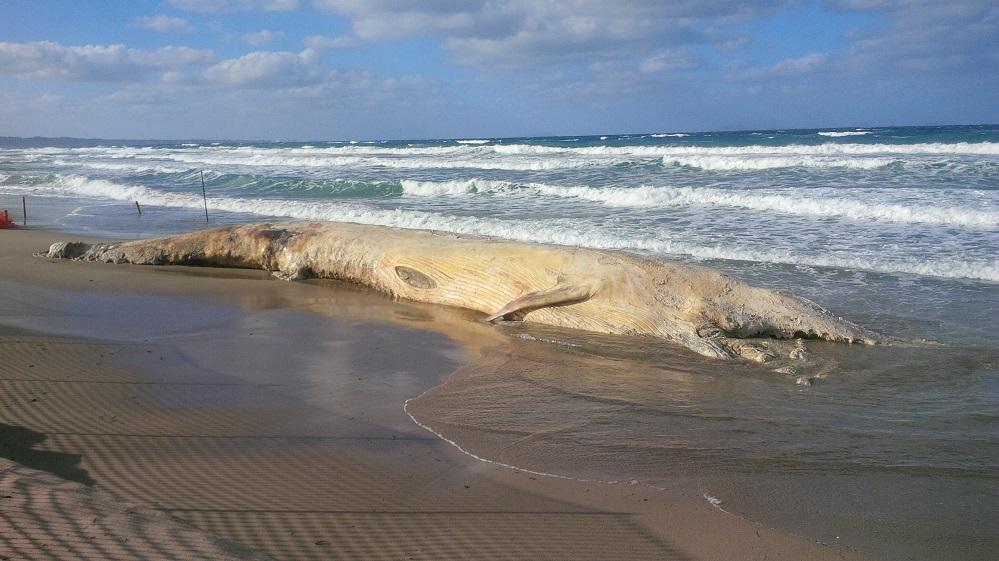 La balenottera spiaggiata a Platamona: il comune di Sorso la rimuoverà nei prossimi giorni