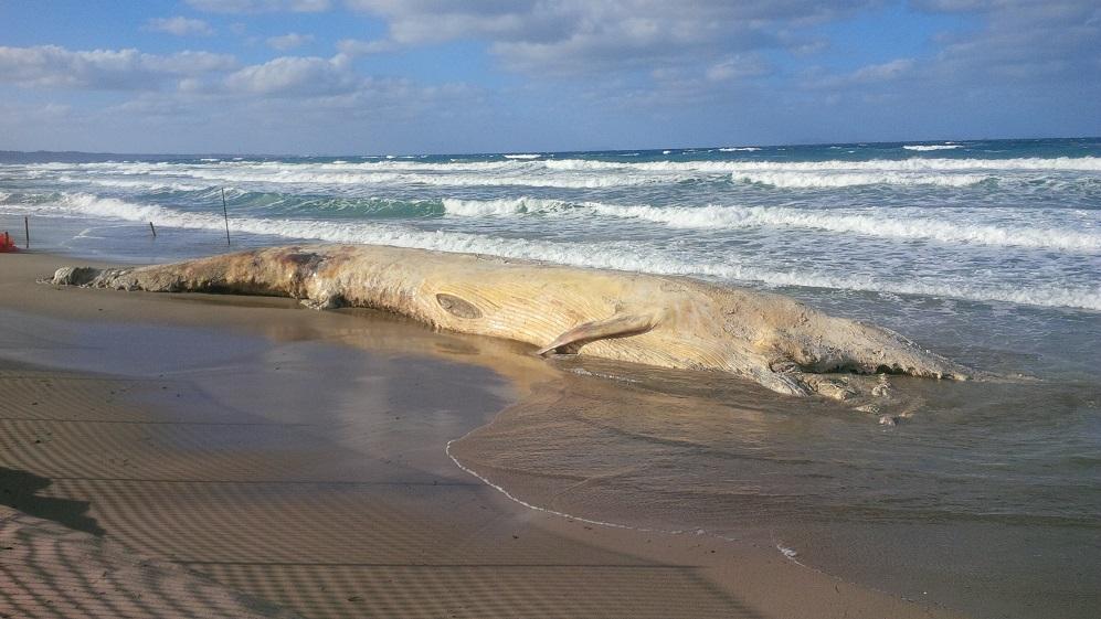 La balenottera spiaggiata a Platamona: il comune di Sorso la rimuoverà nei prossimi giorni