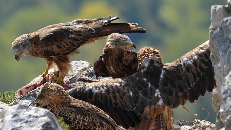 Dal nibbio reale al capovaccaio Un territorio pioniere nella tutela