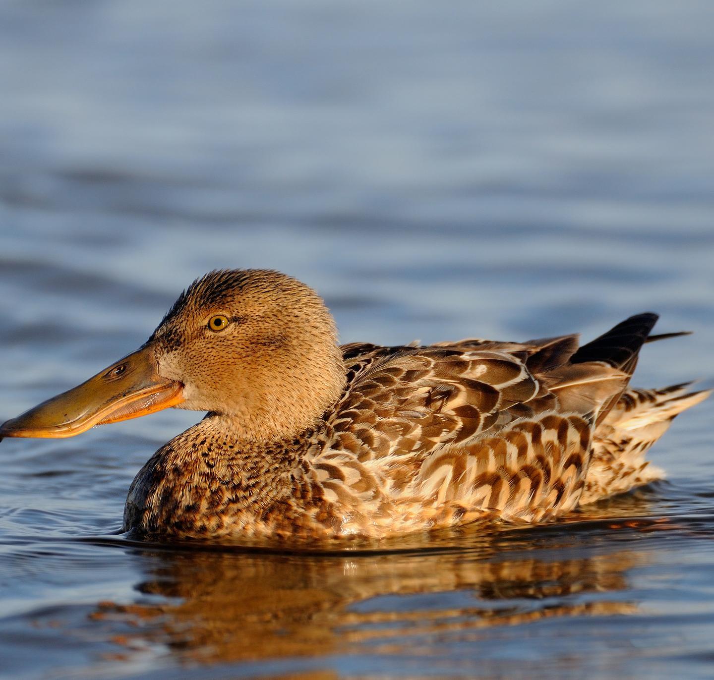 “Culla” preziosa di specie protette e uccelli migratori