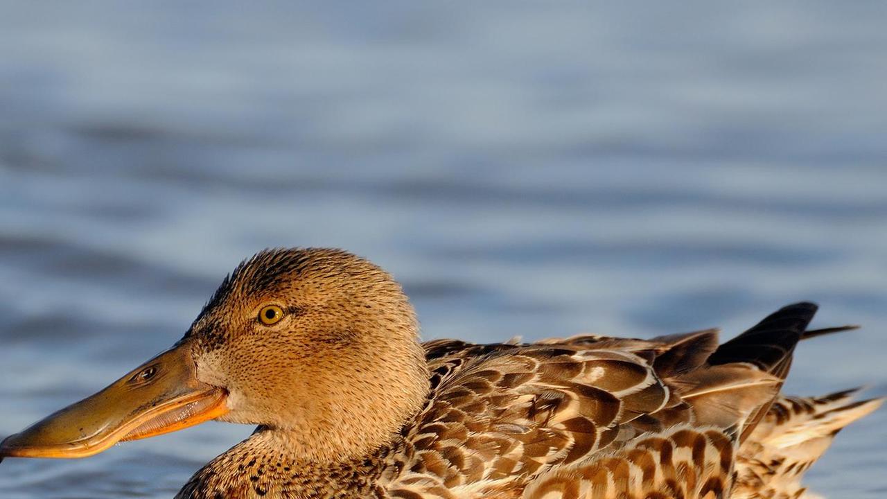 “Culla” preziosa di specie protette e uccelli migratori