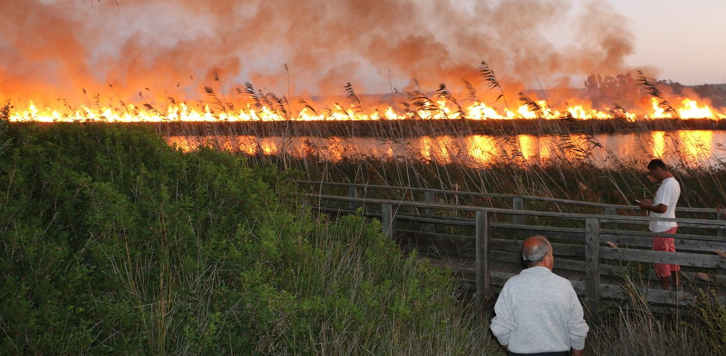 Il pollo sultano non è il solo detronizzato dall’incendio